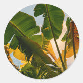 モルディブの垣根 ラウンドシール (正面)