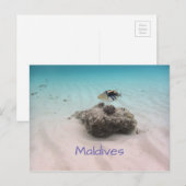 モルディブブルー海白砂コーラルトリガーフィッシュ ポストカード (正面/裏面)