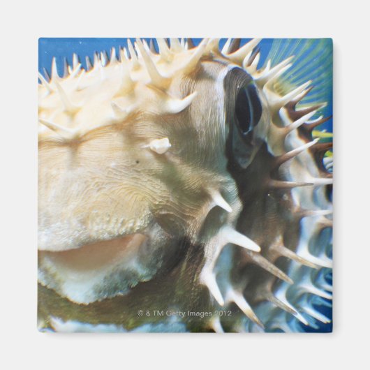 モルディブ諸島 マグネット (正面)