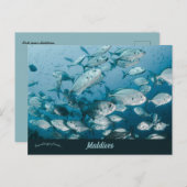 モルディブ近くの魚の群れ ポストカード (正面/裏面)