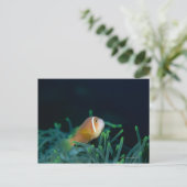 モルディブ・アナモンの魚、モルディブのクローズアップ ポストカード (スタンド正面)