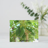 モルディブ ポストカード (スタンド正面)