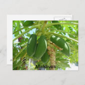 モルディブ ポストカード (正面/裏面)
