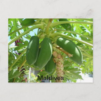 モルディブ ポストカード