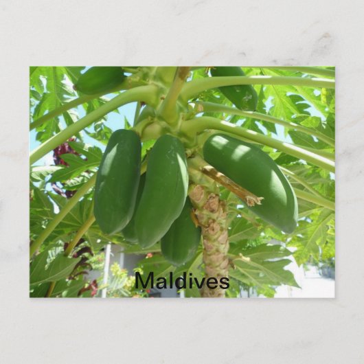 モルディブ ポストカード (正面)
