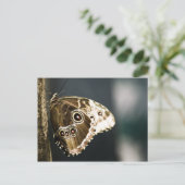 モルフォのペレイデス葉書 ポストカード (スタンド正面)