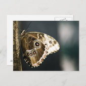 モルフォのペレイデス葉書 ポストカード (正面/裏面)