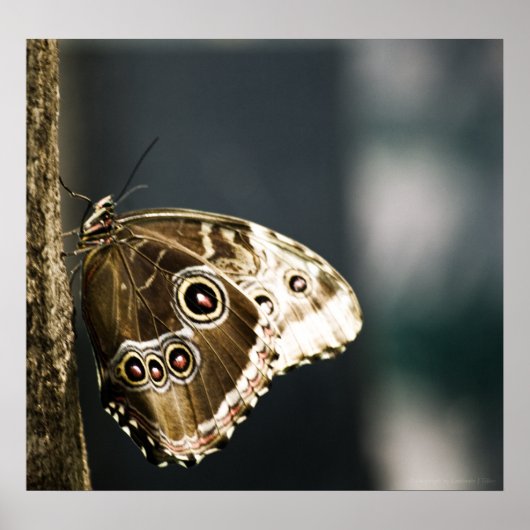 モルホペレイデスプリント ポスター (正面)