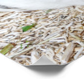 モルモットが檻の中に ポスター (角)