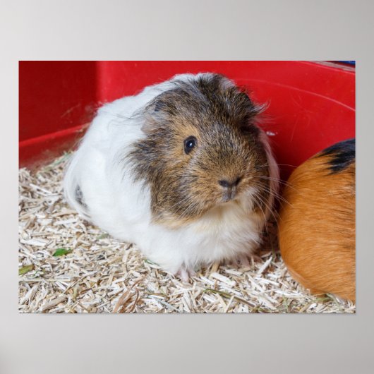 モルモットが檻の中に ポスター (正面)