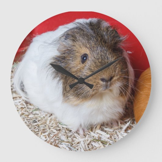 モルモットが檻の中に ラージ壁時計 (正面)