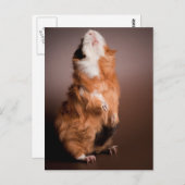 モルモットが用意された。 ポストカード (正面/裏面)