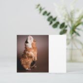 モルモットが用意された。 ポストカード (スタンド正面)