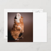 モルモットが用意された。 ポストカード (正面/裏面)