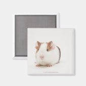 モルモットのスタジオショット マグネット (正面/裏面)