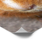 モルモットのポスター ポスター (角)