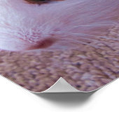 モルモットのポスター ポスター (角)