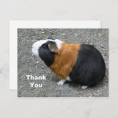 モルモットの写真ありがとうございます ポストカード (正面/裏面)