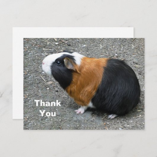 モルモットの写真ありがとうございます ポストカード (正面/裏面)