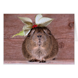 モルモットの恋人