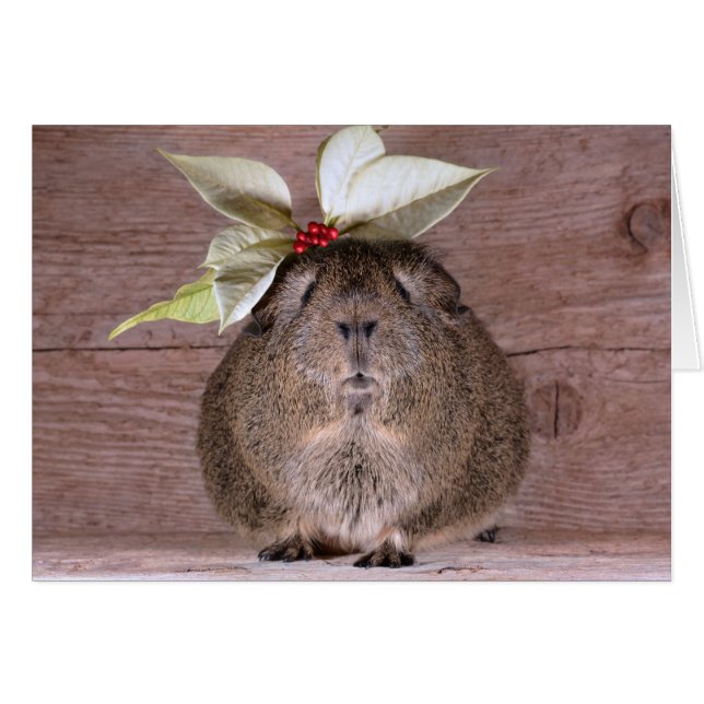 モルモットの恋人 (正面横)