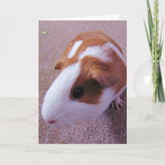 モルモットの挨拶状 カード (正面)