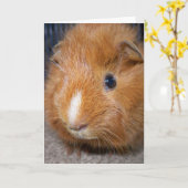 モルモットの挨拶状 カード (黄色い花)