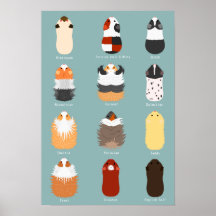 モルモットの種類一覧