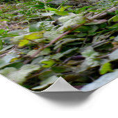 モルモットの草の上 ポスター (角)