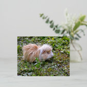 モルモットの草の上 箔シーズンポストカード (立ち正面)