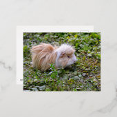 モルモットの草の上 箔シーズンポストカード (正面/裏面)