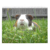 モルモットのcalander カレンダー (カバー)