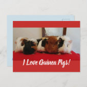 モルモットカード インビテーションポストカード (正面/裏面)