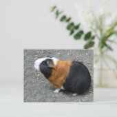 モルモット写真 ポストカード (スタンド正面)