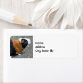 モルモット写真 ラベル (インサイチュ)