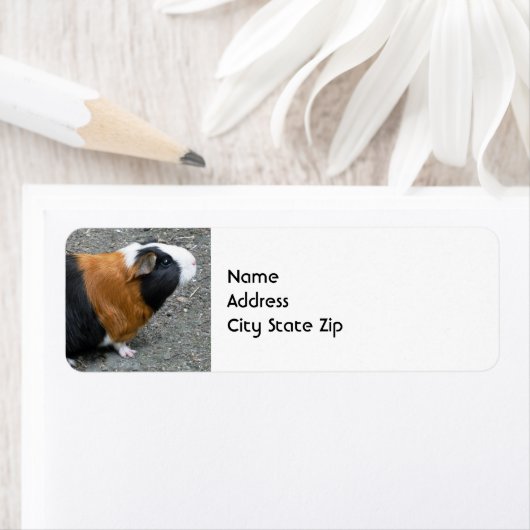 モルモット写真 ラベル (インサイチュ)