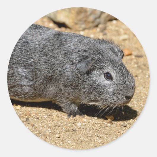 モルモット動物歩くオンサンド ラウンドシール (正面)