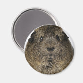 モルモット接写 マグネット (正面/裏面)