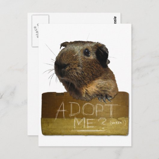 モルモット救出の採用 ポストカード (正面/裏面)