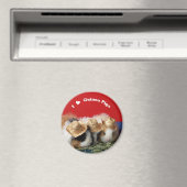 モルモット磁石が大好き マグネット (インサイチュ (食洗機))