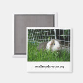 モルモット磁石 マグネット (正面/裏面)