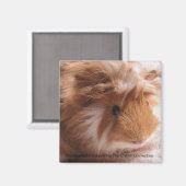 モルモット磁石#1 マグネット (正面/裏面)