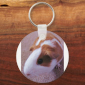モルモット鍵鎖 キーホルダー (正面)