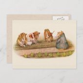 モルモット飼育園 ポストカード (正面/裏面)