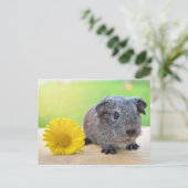 モルモット黄色の花 ポストカード (スタンド正面)