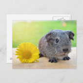 モルモット黄色の花 ポストカード (正面/裏面)