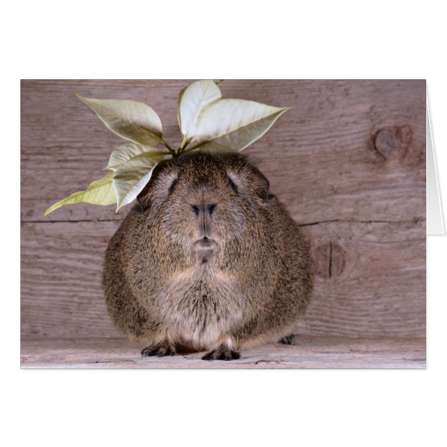 モルモット (正面横)