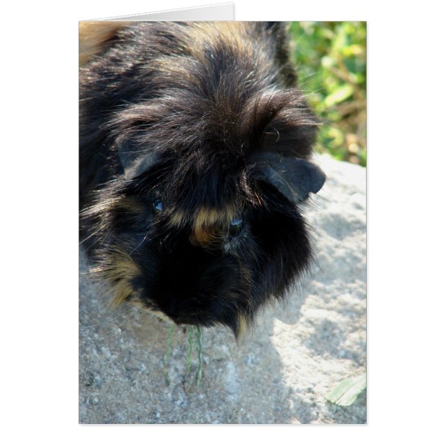 モルモット・オン・ロック (正面)