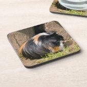 モルモット コースター (左側)