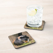 モルモット コースター (右側)